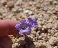 Phacelia fremontii