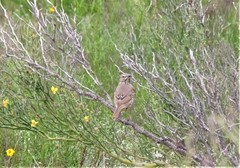 Oreoscoptes montanus