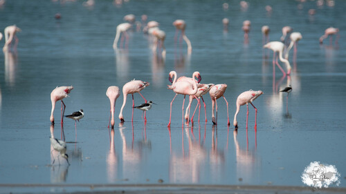 iNaturalist image