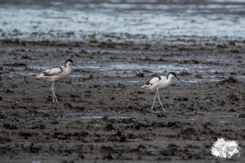 iNaturalist: (c) loustiboom, some rights reserved (CC BY-NC) iNaturalist image