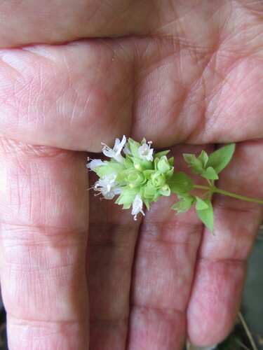 Origanum vulgare