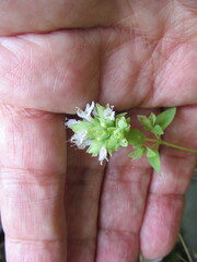 Origanum vulgare
