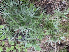 Lupinus bingenensis