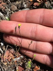 Malacothrix clevelandii