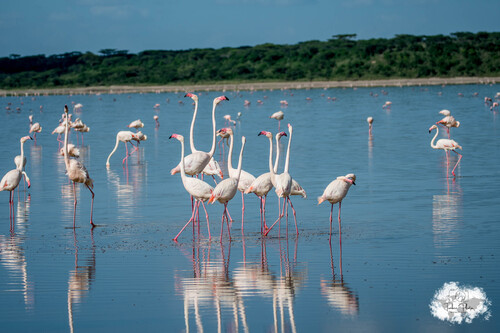 iNaturalist: (c) loustiboom, some rights reserved (CC BY-NC) iNaturalist image