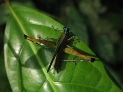Eumastacidae