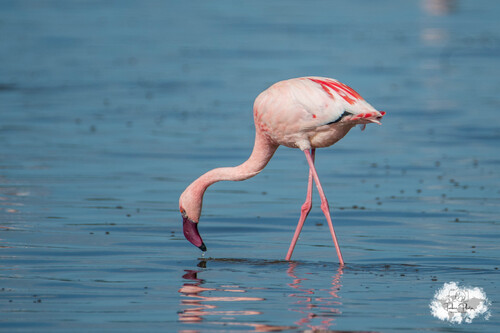 iNaturalist image