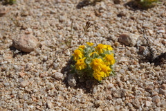 Eriophyllum wallacei
