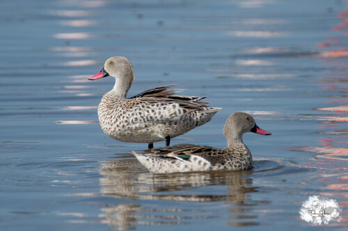 iNaturalist: (c) loustiboom, some rights reserved (CC BY-NC) iNaturalist image