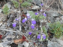 Collinsia linearis