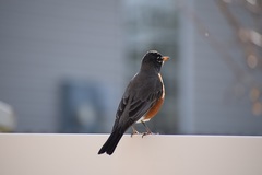 Turdus migratorius