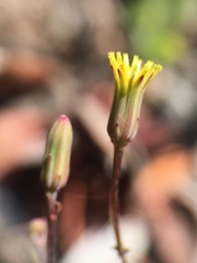 Malacothrix clevelandii