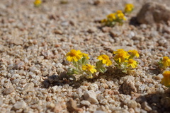 Eriophyllum wallacei