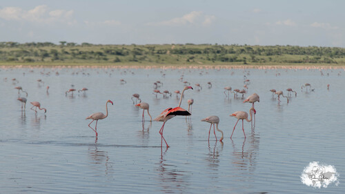 iNaturalist image