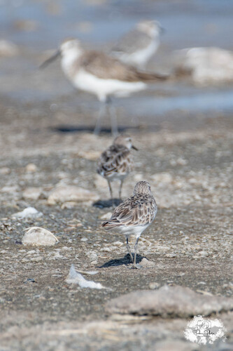 iNaturalist image