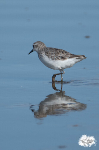 iNaturalist image