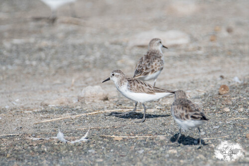 iNaturalist image