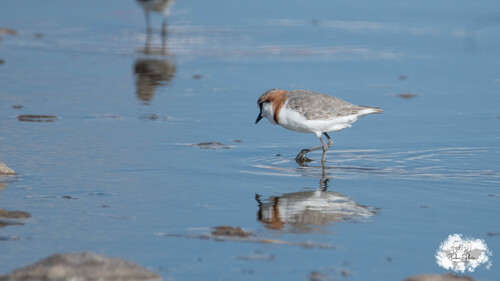iNaturalist image