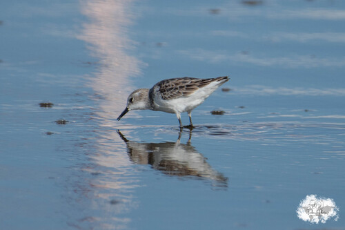 iNaturalist image