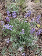 Lupinus bingenensis