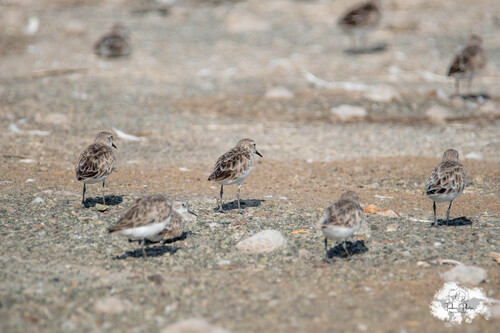 iNaturalist image