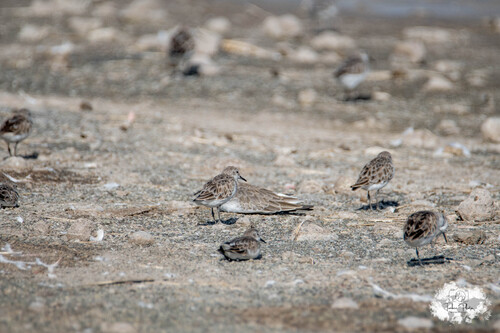 iNaturalist: (c) loustiboom, some rights reserved (CC BY-NC) iNaturalist image