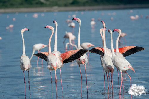 iNaturalist image