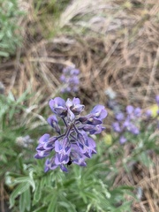Lupinus bingenensis