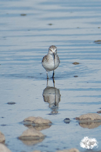 iNaturalist image