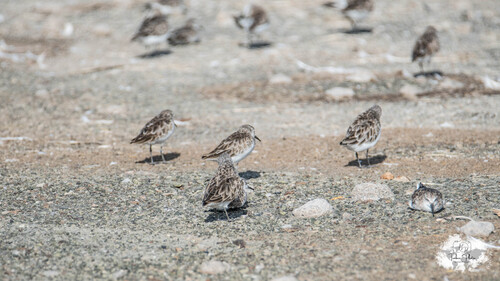 iNaturalist image
