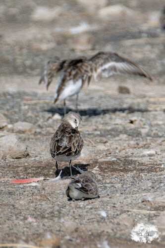 iNaturalist image