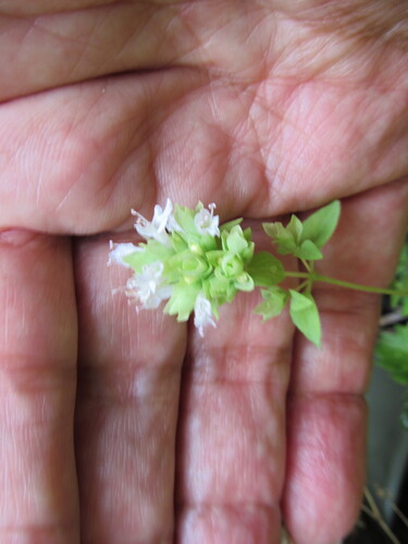Origanum vulgare