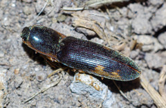 Conoderus semimarginatus