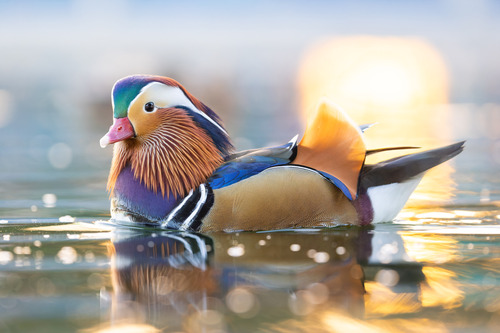 iNaturalist image