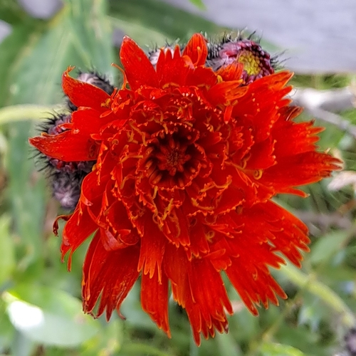 orange hawkweed