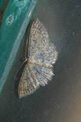 Cosymbiini