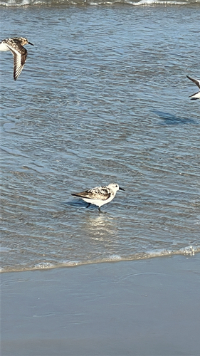 iNaturalist image