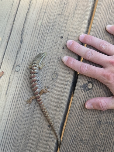 iNaturalist observation photo of Southern Alligator Lizard