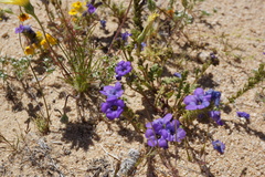 Phacelia fremontii