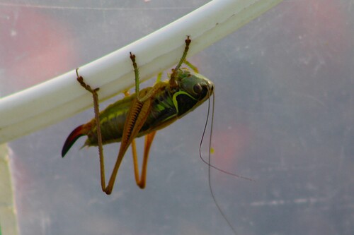 Roesel's Bush-cricket