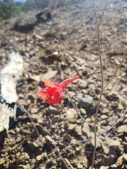 Delphinium nudicaule