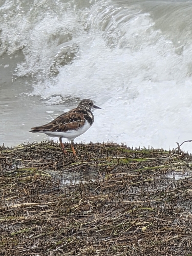 iNaturalist image