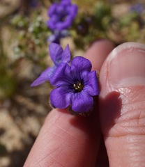 Phacelia fremontii