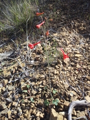 Delphinium nudicaule