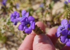 Phacelia fremontii