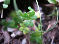 Hydrocotyle foveolata
