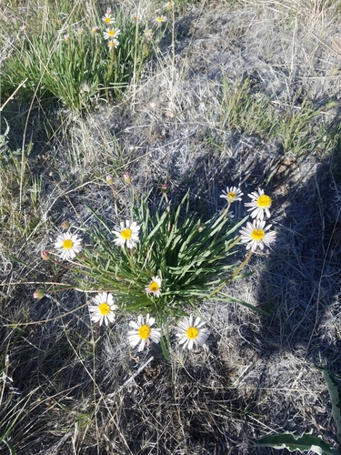 Eaton's fleabane (Erigeron eatonii)
