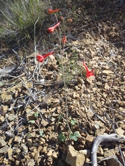 Delphinium nudicaule