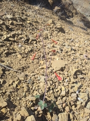 Delphinium nudicaule