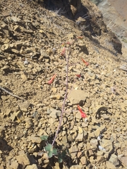 Delphinium nudicaule